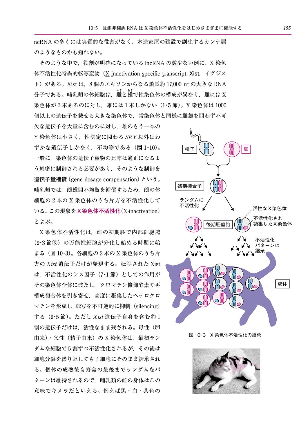 �w��b���q��`�w�E�Q�m���Ȋw�i�����Łj�x ���e���{