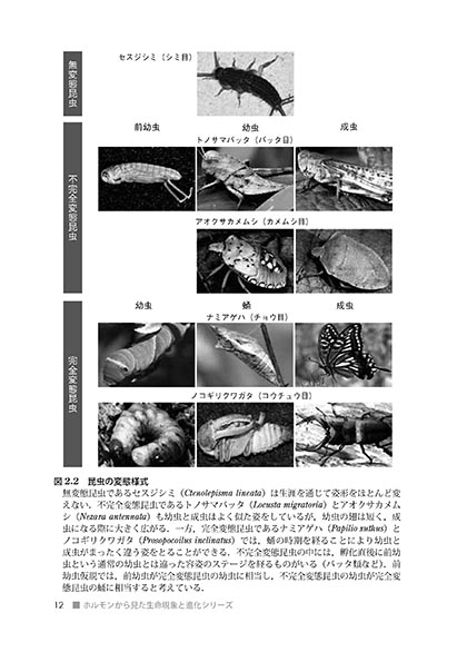 『発生・変態・リズム』 内容見本