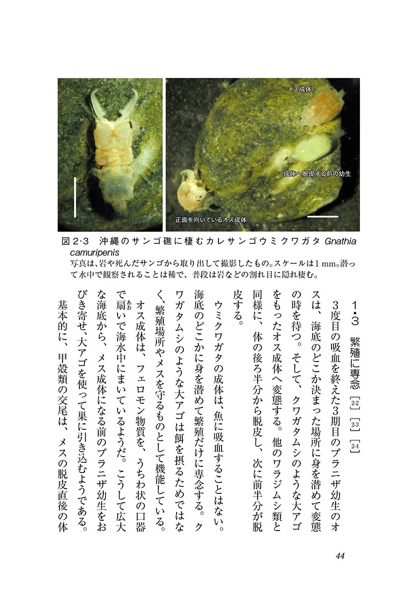 『海のクワガタ採集記』 内容見本カラー