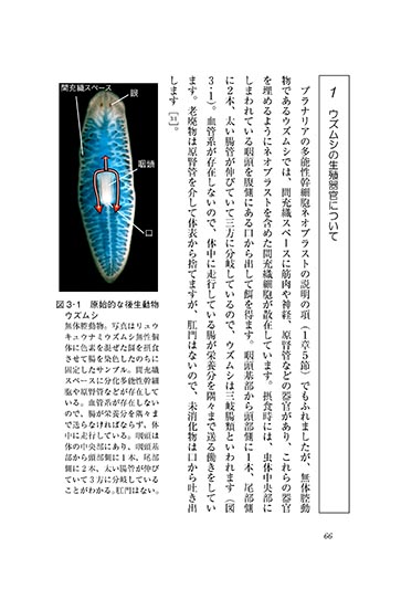『プラナリアたちの巧みな生殖戦略』 内容見本カラー
