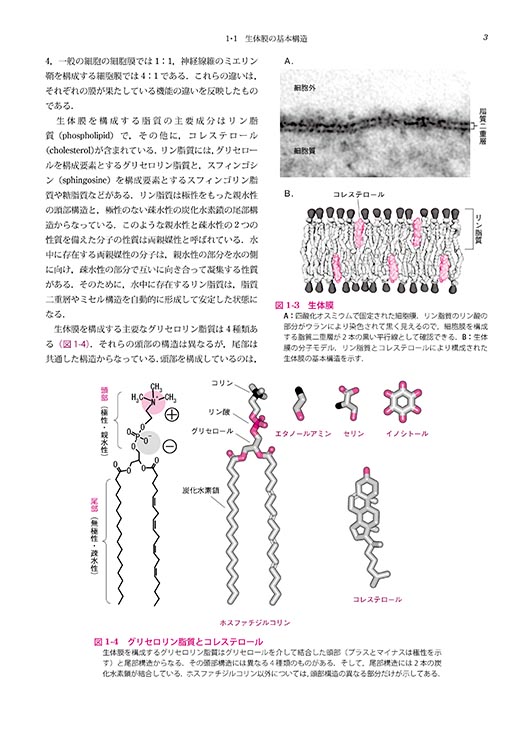 『図解 分子細胞生物学』 内容見本