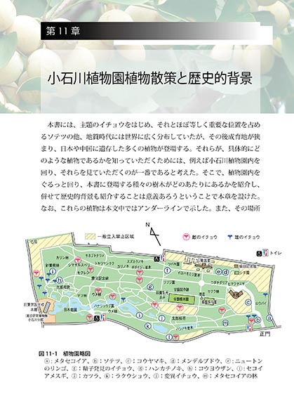 『イチョウの自然誌と文化史』 内容見本カラー