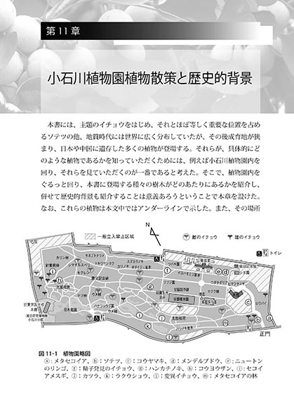 『イチョウの自然誌と文化史』 内容見本