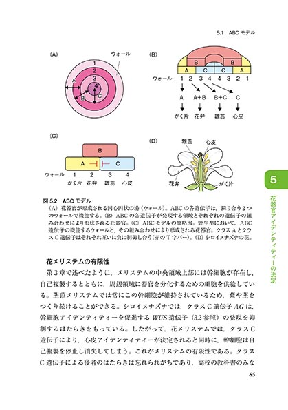 『花の分子発生遺伝学』 内容見本