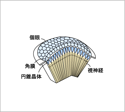 複眼 見え 方